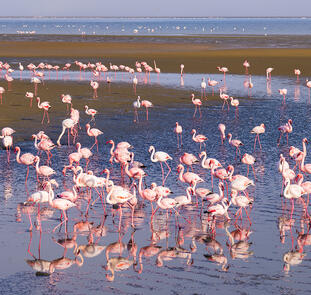 Namibia - Atlantik, Dünen und wilde Tiere