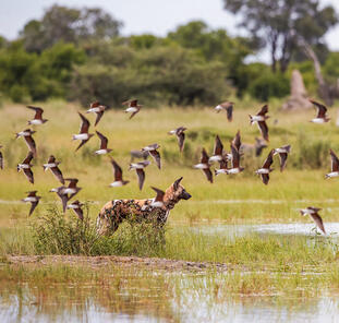 Botswana und Simbabwe - Donnernder Rauch und Okavango-Delta