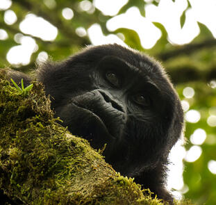 Uganda und Sansibar - vom Land der Berggorillas nach Sansibar
